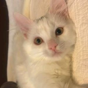 Meet your Posher, Becky